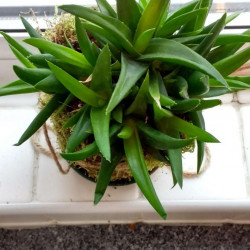 graines Bergeranthus multiceps seeds Mesembryanthemum multiceps Aizoaceae Bergeranthus firmus