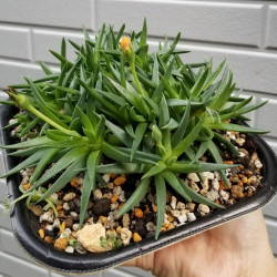 graines Bergeranthus multiceps seeds Mesembryanthemum multiceps Aizoaceae Bergeranthus firmus