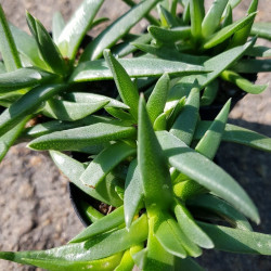 graines Bergeranthus multiceps seeds Mesembryanthemum multiceps Aizoaceae Bergeranthus firmus