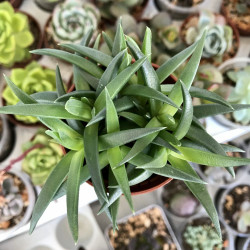 graines Bergeranthus multiceps seeds Mesembryanthemum multiceps Aizoaceae Bergeranthus firmus