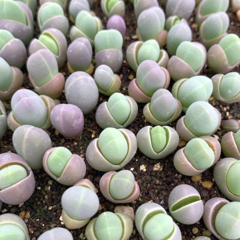 graines Gibbaeum heathii fesses de bébé Aizoaceae Mesembryantemaceae Ficoïdaceae cactus succulentes plantes grasses