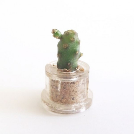Babyplante Little Baobab - Mini plante cactus