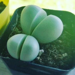 graines Gibbaeum heathii fesses de bébé Aizoaceae Mesembryantemaceae Ficoïdaceae cactus succulentes plantes grasses