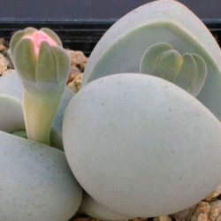 graines Gibbaeum heathii fesses de bébé Aizoaceae Mesembryantemaceae Ficoïdaceae cactus succulentes plantes grasses