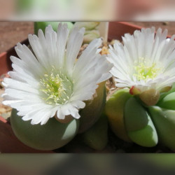 graines Gibbaeum heathii fesses de bébé Aizoaceae Mesembryantemaceae Ficoïdaceae cactus succulentes plantes grasses