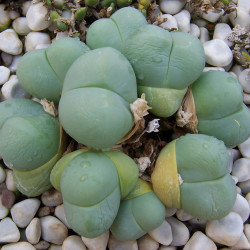 graines Gibbaeum heathii fesses de bébé Aizoaceae Mesembryantemaceae Ficoïdaceae cactus succulentes plantes grasses