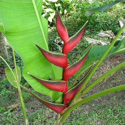 Heliconia orthotricha, griffe de homard, balisier, edge of night, graines, semences