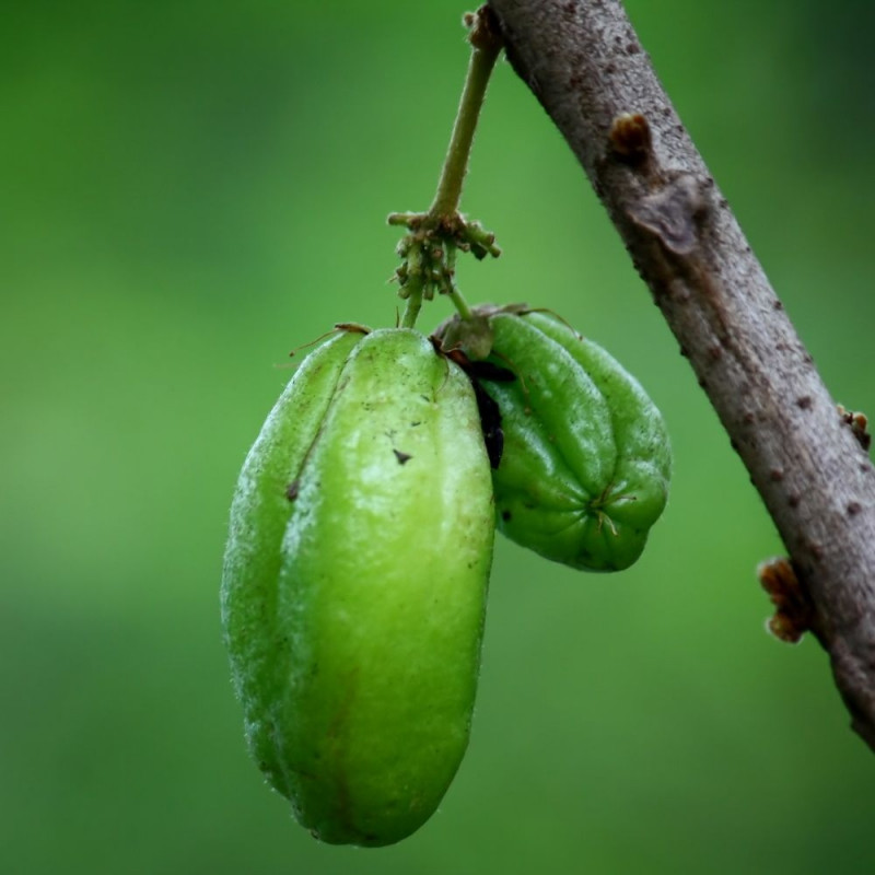 Averrhoa bilimbi, Arbre à cornichons, oxalis, oxalydaceae, fruit, cucumber tree, graines