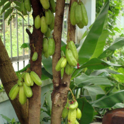 Averrhoa bilimbi, Arbre à cornichons, oxalis, oxalydaceae, fruit, cucumber tree, graines