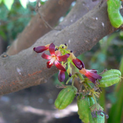 Averrhoa bilimbi, Arbre à cornichons, oxalis, oxalydaceae, fruit, cucumber tree, graines