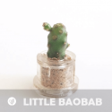 Babyplante Little Baobab - Mini plante cactus Opuntia spinosissima ou Consolea spinosissima ou Opuntia corallicola
