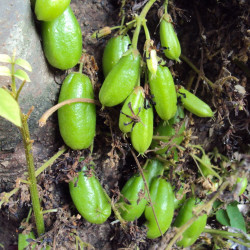 Averrhoa bilimbi, Arbre à cornichons, oxalis, oxalydaceae, fruit, cucumber tree, graines