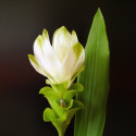Curcuma longa, safran des Indes, plante herbacée rhizomateuse, rhizome en poudre, épice, fleurs
