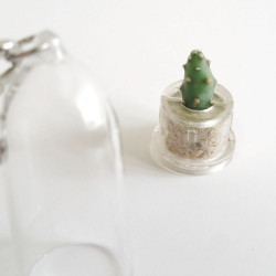 Mini plante cactus Opuntia spinosissima ou Consolea spinosissima ou Opuntia corallicola