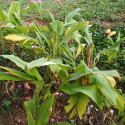 Curcuma longa, safran des Indes, plante herbacée rhizomateuse, rhizome en poudre, épice