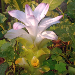 Curcuma amada, Gingembre Mangue, épice, rhizome, mango ginger