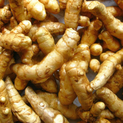Curcuma amada, Gingembre Mangue, épice, rhizome, mango ginger