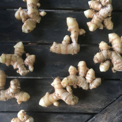 Curcuma amada, Gingembre Mangue, épice, rhizome, mango ginger