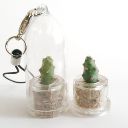 Babyplante Little Baobab - Mini plante cactus Opuntia spinosissima