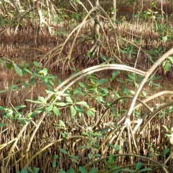 Palétuvier rouge, mangle-chandelle, Rhizophora mangle, Arbre roi de la mangrove, tiri wai, togo, apareiba, candelón