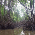 Palétuvier rouge, mangle-chandelle, Rhizophora mangle, Arbre roi de la mangrove, tiri wai, togo, apareiba, candelón