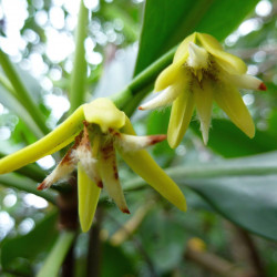 Palétuvier rouge, mangle-chandelle, Rhizophora mangle, Arbre roi de la mangrove, tiri wai, togo, apareiba, candelón