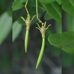 Palétuvier rouge, mangle-chandelle, Rhizophora mangle, Arbre roi de la mangrove, tiri wai, togo, apareiba, candelón