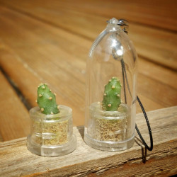 Babyplante Little Baobab - Mini plante cactus Opuntia spinosissima ou Consolea spinosissima ou bien encore Opuntia corallicola