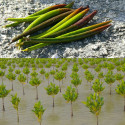 propagule palétuvier rouge, graine, mangrove, mangle-chandelle, Rhizophora mangle, Arbre roi de la mangrove