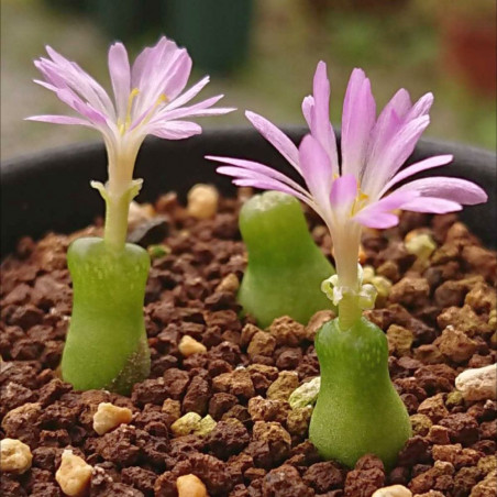 Conophytum achabense, succulente, mesembs, cactus, fleurs