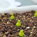 Conophytum achabense, succulente, mesembs, mini petit minuscule cactus, plantation, pot