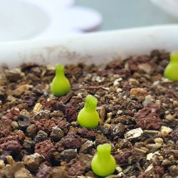 Conophytum achabense, succulente, mesembs, mini petit minuscule cactus, plantation, pot