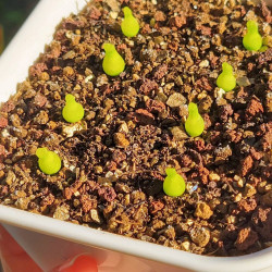 Conophytum achabense, succulente, mesembs, mini petit minuscule cactus, plantation, pot