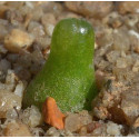 Conophytum achabense, succulente, mesembs, mini petit minuscule cactus