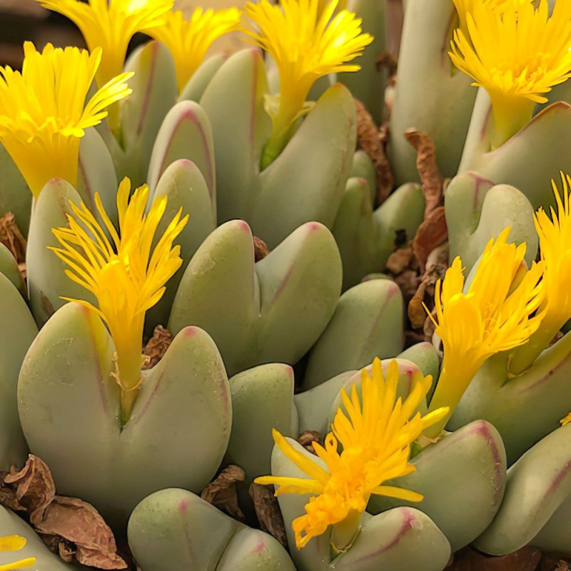 Conophytum bilobum linearilucidum graines seeds
