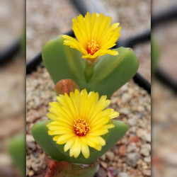 Conophytum bilobum linearilucidum graines seeds