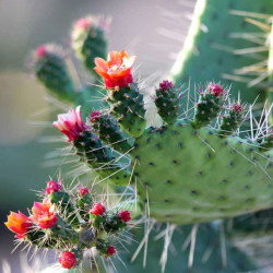 Cactus Opuntia spinosissima ou Consolea spinosissima ou Opuntia corallicola