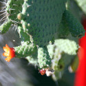 Cactus Opuntia spinosissima ou Consolea spinosissima ou Opuntia corallicola