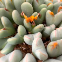 Conophytum bilobum vlakmynense graines seeds