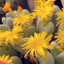 Conophytum bilobum vlakmynense graines seeds fleurs