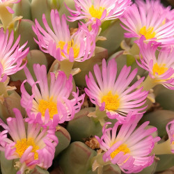 Conophytum bilobum hybride japonais graines seeds