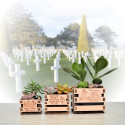 Tiny Plante Wooden Box, boite en bois au logo personnalisable, pour garder en mémoire les moments forts de la vie