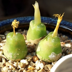 Conophytum acutum (Ophthalmophyllum acutum) mini succulente, Aizoaceae, Mesembryantemaceae, Ficoïdaceae, Mésembs