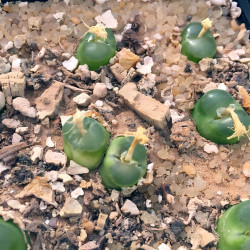 Conophytum acutum (Ophthalmophyllum acutum) mini succulente, Aizoaceae, Mesembryantemaceae, Ficoïdaceae, Mésembs