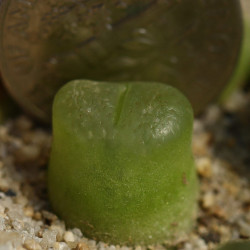Conophytum acutum (Ophthalmophyllum acutum) mini succulente, Aizoaceae, Mesembryantemaceae, Ficoïdaceae, Mésembs