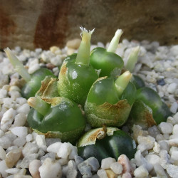 Conophytum acutum (Ophthalmophyllum acutum) mini succulente, Aizoaceae, Mesembryantemaceae, Ficoïdaceae, Mésembs
