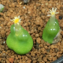 Conophytum acutum (Ophthalmophyllum acutum) mini succulente, Aizoaceae, Mesembryantemaceae, Ficoïdaceae, Mésembs