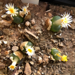 Conophytum acutum (Ophthalmophyllum acutum) mini succulente, Aizoaceae, Mesembryantemaceae, Ficoïdaceae, Mésembs