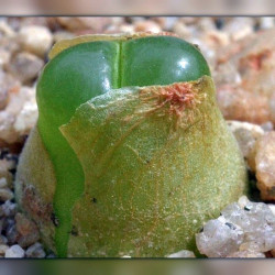 Conophytum acutum (Ophthalmophyllum acutum) mini succulente, Aizoaceae, Mesembryantemaceae, Ficoïdaceae, Mésembs