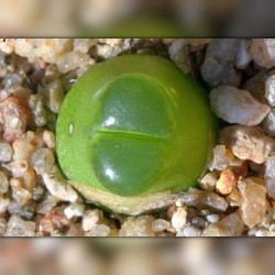 Conophytum acutum (Ophthalmophyllum acutum) mini succulente, Aizoaceae, Mesembryantemaceae, Ficoïdaceae, Mésembs